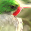 San Pedrito, Jilguero, Puuertorican Parrot, Ani, Juan Diego's Waterfall