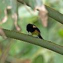 Bolsero Capuchinegro o Cacique Amarillo