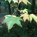 Gum maple