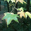 Gum maple