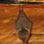 Mexican long-tongued bat