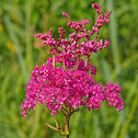 Queen of the Prairie