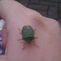 Green Shield Bug