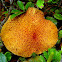 Unknown mushroom