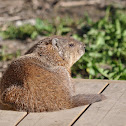 Groundhog