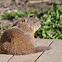 Groundhog