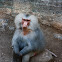 Papión Sagrado / Hamadryas Baboon