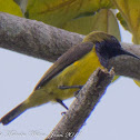 Olive-backed Sunbird