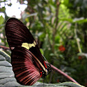 Clysonymus Longwing