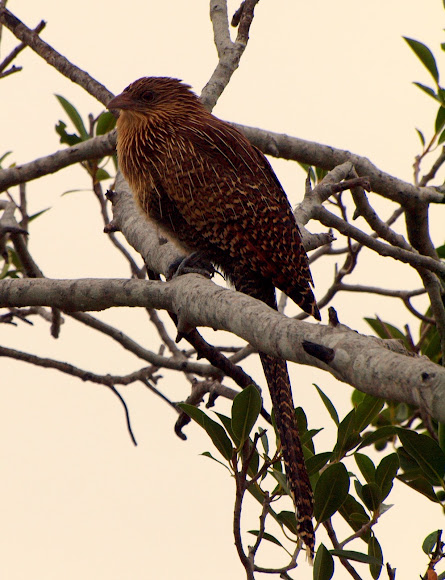 Spotting Image 1