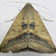 Yellow Mocis Moth