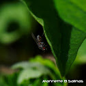 Common housefly