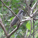 Greyish Saltator