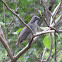 Greyish Saltator