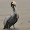 Peruvian Pelican