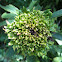 Goldenrod Rosette Gall