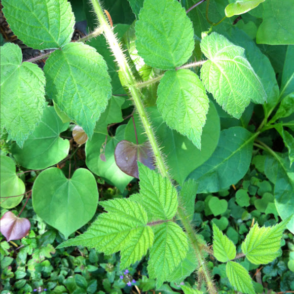 Spotting Image 1