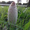 shaggy mane