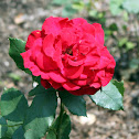 Hybrid Tea Rose 'Olympiad'