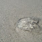 Comb Jellyfish