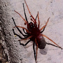 Woodlouse hunter