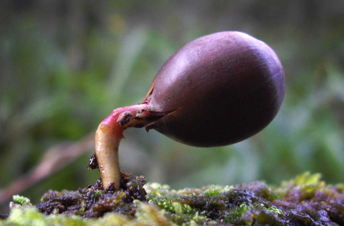 "hovering" Acorn
