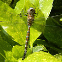 Dragofly