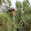Short-billed Black Cockatoo