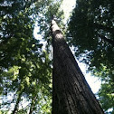 Redwood