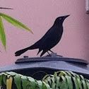 Unknown spotting