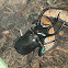 Three Horn Rhino Beetle