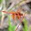 Flame Skimmer dragonfly
