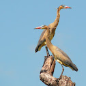 Whistling Heron
