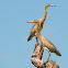 Whistling Heron