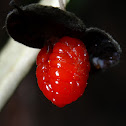 Red & black moth fruit