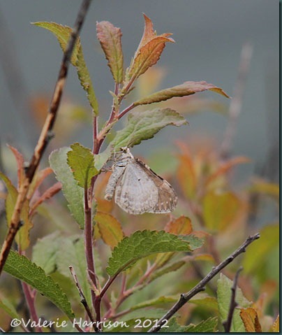 37-moth