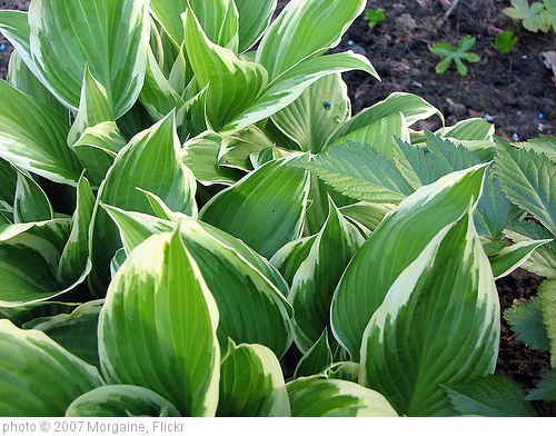 'Hosta' photo (c) 2007, Morgaine - license: http://creativecommons.org/licenses/by-sa/2.0/