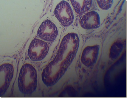 Stereo cilia high magnified under microscope