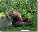 Tired_brown_bear
