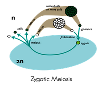 Zygotic meiosis in algae