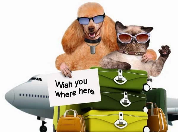 Pet airline travel safety