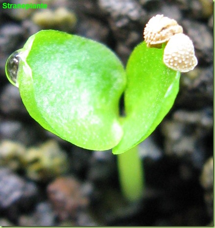 Moraceae seedling dorsenia