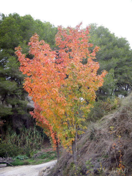 2012_11170021.jpg