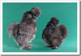black-silkie-chickens