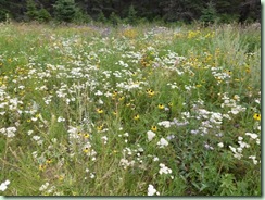 PrairieWildflowers