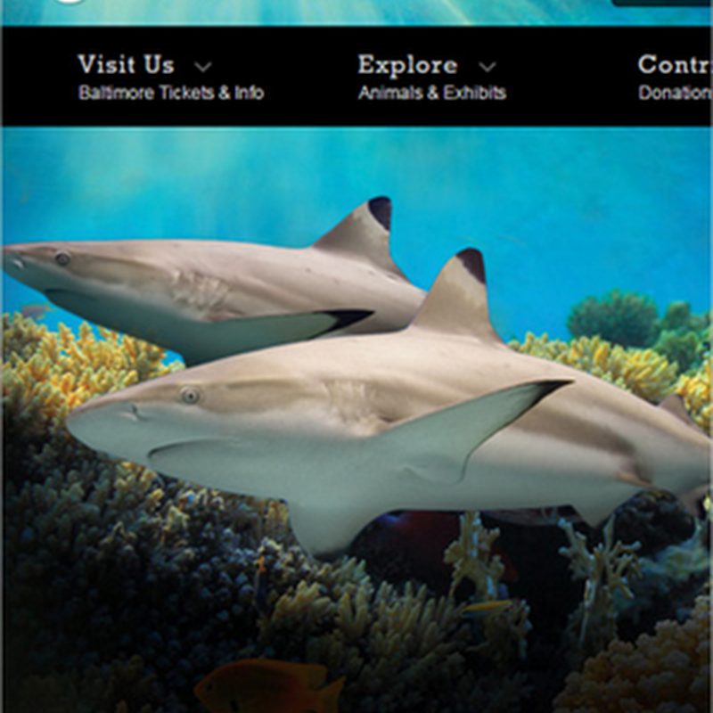 Diseños de sitios web enfocados a zoológicos y acuarios