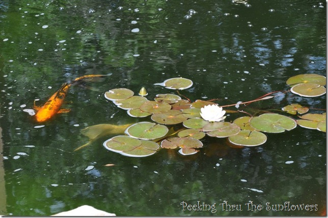 water lily 2013 004
