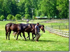 Stable horses at Tanglewood Park