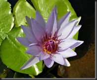 LAVENDER WATER LILY 6