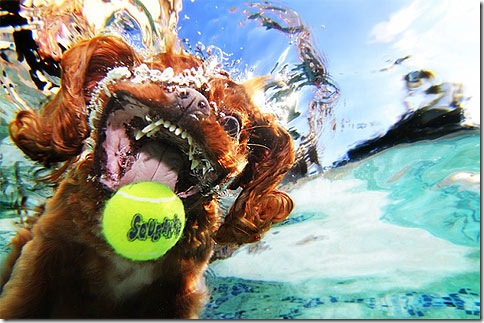 underwater_dog1